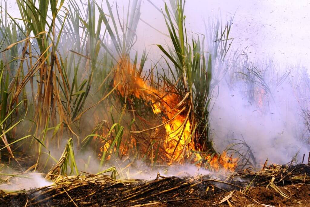 Brennendes Zuckerrohrfeld mit Rauch - Lizensiert