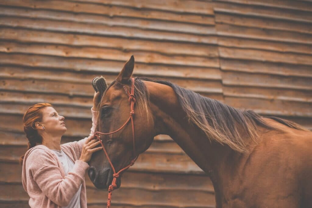Frau interagiert mit einem Pferd. - Lizensiert