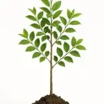 #Baumpflanzchallenge